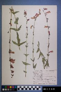 Penstemon clutei image